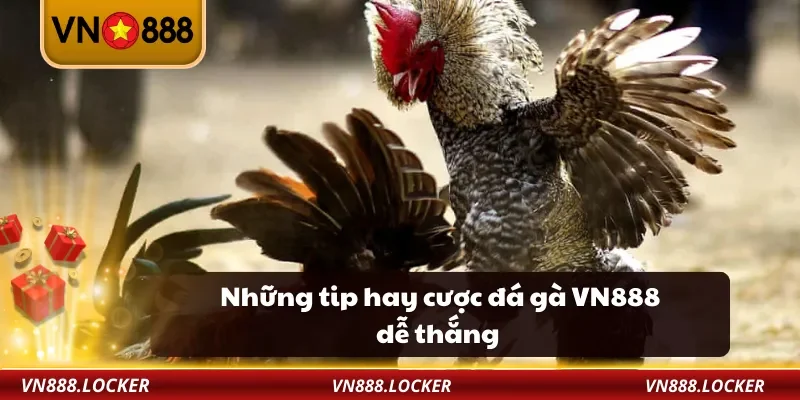 Những tip hay cược đá gà VN888 dễ thắng